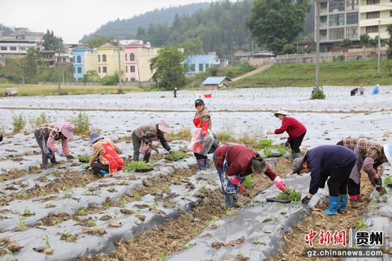 村民们穿梭其间，弯腰、放苗、覆土、浇定根水 田野里一派热火朝天的播种图景。廖槐花摄