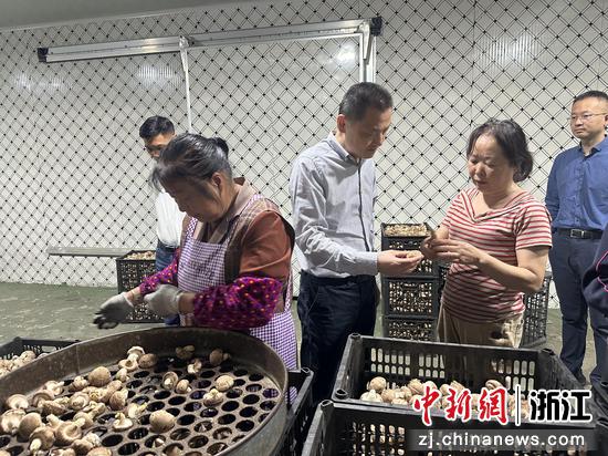 松阳县委常委、统战部部长杨健勇调研走访菌菇企业。&nbsp;松阳县委统战部&nbsp;供图