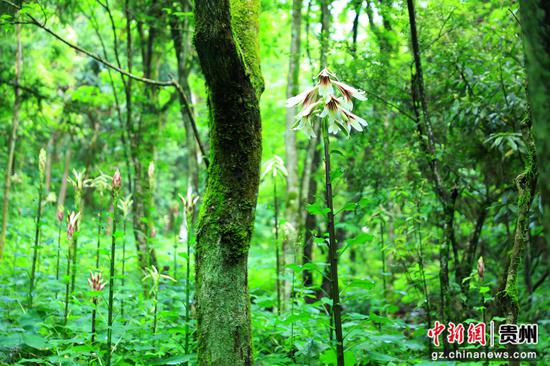 剑河县南寨镇岔路村乌皆溪林场野生大叶百合陆续绽放。杨洁茹 摄