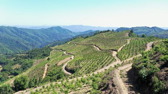 岑巩县注溪镇黄精种植基地。何小雨 摄