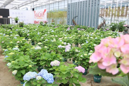 毕节禹垚园林绿化有限公司玻璃温室内花卉产业 邱雪 摄
