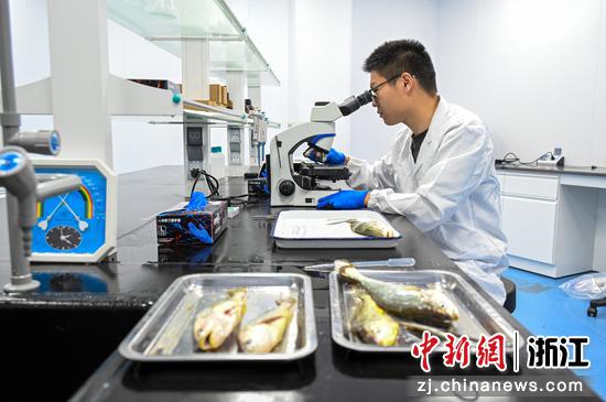 南麂海洋科技中心的实验室内，科研人员正在进行大黄鱼疾病检测。叶宾得&nbsp;摄