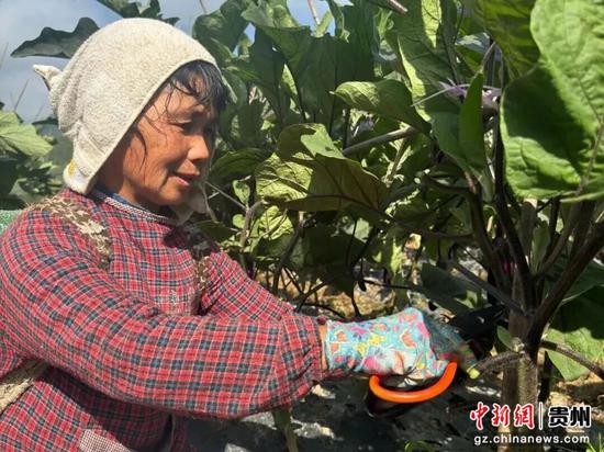 村民采摘茄子