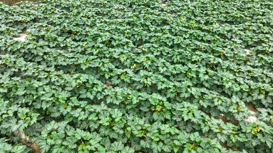 农户种植的西葫芦。陆劲松 摄 农户种植的西葫芦。陆劲松 摄
