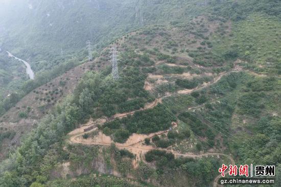 兴隆村杨梅种植基地一角