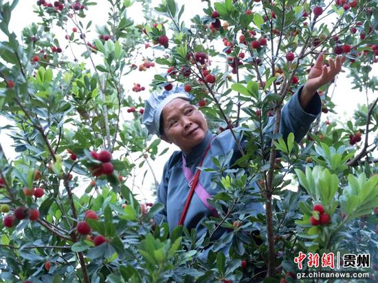 村民正在采摘杨梅