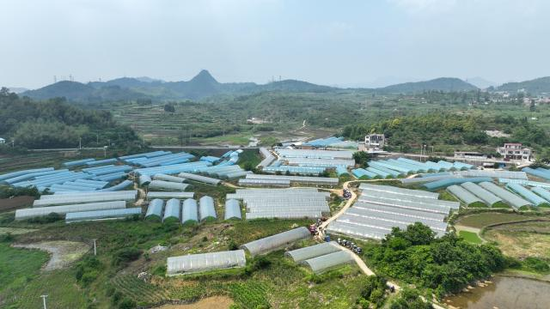 清镇市垚旺果蔬发展农民专业合作社蔬菜大棚。陆劲松 摄 清镇市垚旺果蔬发展农民专业合作社蔬菜大棚。陆劲松 摄