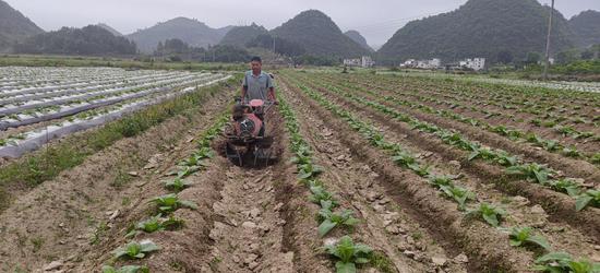 图为烟农利用机械进行培土。黄朝江 摄 图为烟农利用机械进行培土。黄朝江 摄