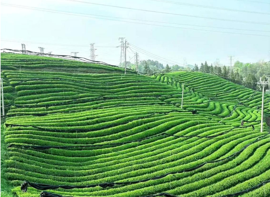 茶园