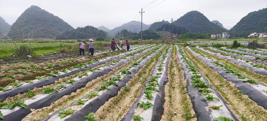 图为烟农进行田间揭膜培土。黄朝江 摄 图为烟农进行田间揭膜培土。黄朝江 摄