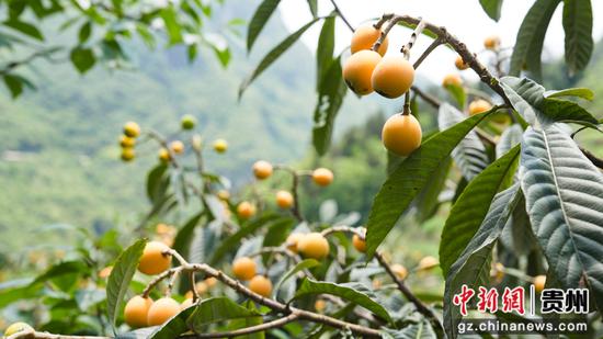 5月19日，黔西市素朴镇古胜村成熟的枇杷挂满枝头