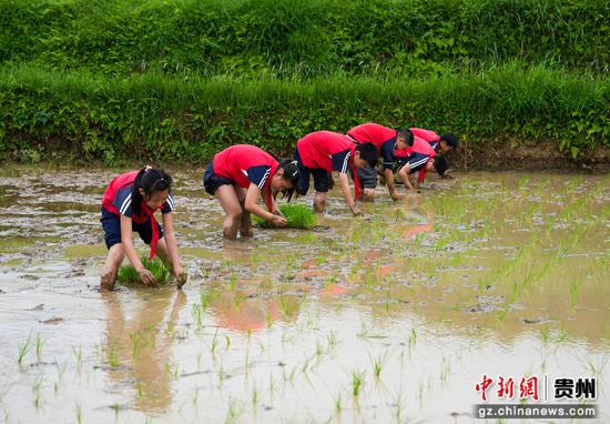 小满时节，余庆县凉风小学学生在石印有机稻种植基地学习插秧。周磊摄