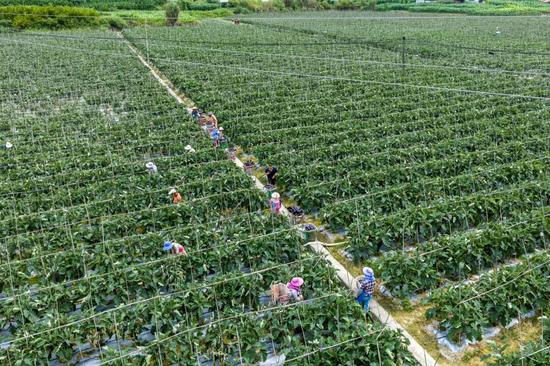 村民正在采摘茄子