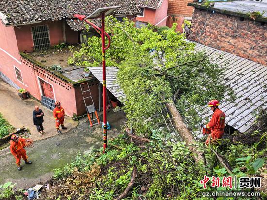 清除倒塌大树