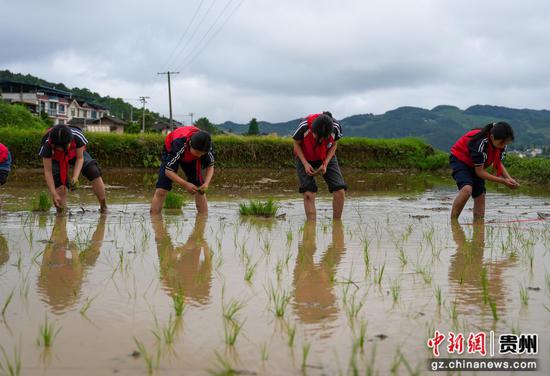 小满时节，余庆县凉风小学学生在石印有机稻种植基地学习插秧。周磊摄