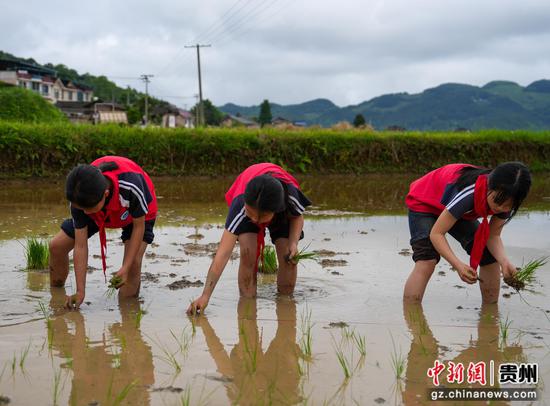 小满时节，余庆县凉风小学学生在石印有机稻种植基地学习插秧。周磊摄