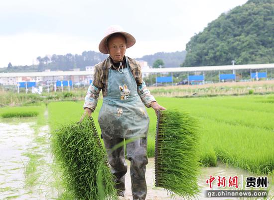 工人搬运秧苗