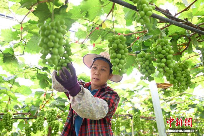广西田林：小满时节葡萄管护忙