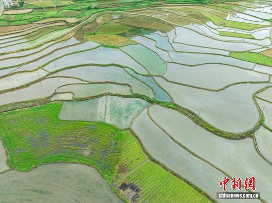 图为航拍务川仡佬族苗族自治县黄都镇东山大坝初夏美景。（无人机照片）