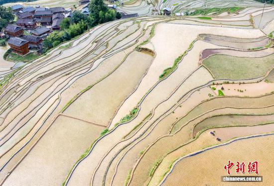 图为贵州省从江县加榜乡加车村村民在梯田里插秧。罗京来 摄