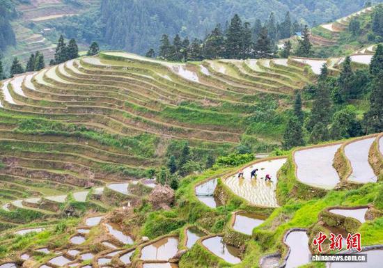 图为贵州省从江县加榜乡加车村村民在梯田里插秧。罗京来 摄