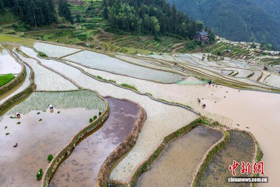 图为贵州省从江县加榜乡加车村村民在梯田里插秧。罗京来 摄