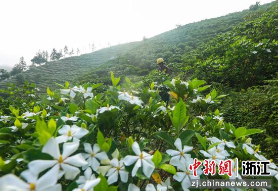 下姜村内的栀子花。淳安县委宣传部供图 下姜村内的栀子花。淳安县委宣传部供图