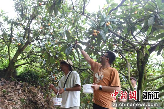 国际友人采摘枇杷。 郑红 供图 国际友人采摘枇杷。 郑红 供图