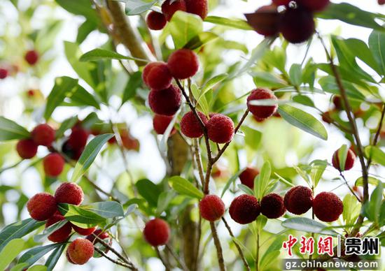 贵州六盘水市水城区米箩镇杨梅。