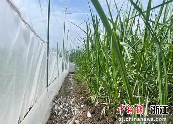 农场黑斑蛙养殖区。金华开发区 供图 农场黑斑蛙养殖区。金华开发区 供图