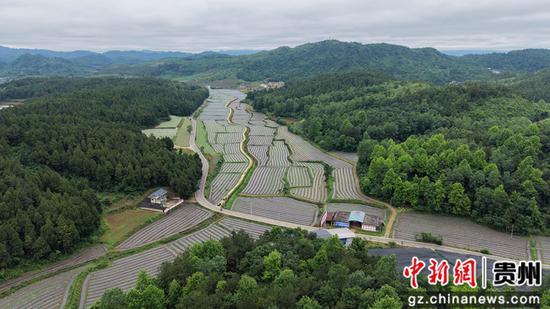 岑巩县天马镇白岩坪坝区仙草种植基地。杨豪 摄