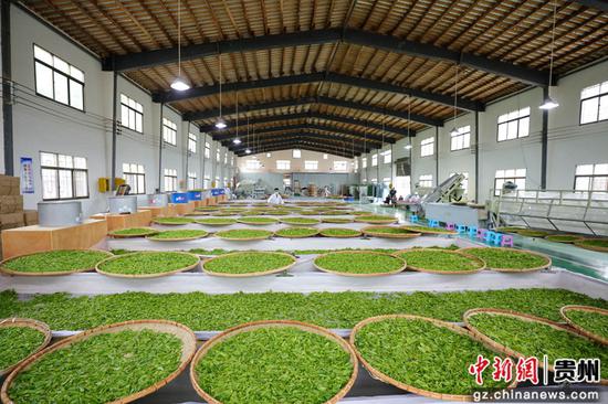 亮岩镇太极古茶加工基地，工人正在制茶。七星关区融媒体中心供图