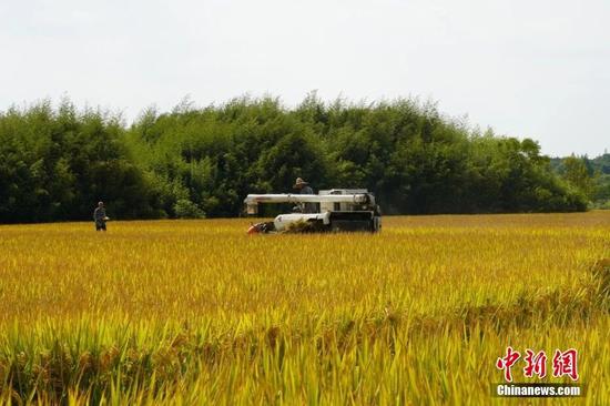 浙江杭州的良渚古城遗址公园稻田迎来丰收(资料图)。 中新社记者 张煜欢 摄 浙江杭州的良渚古城遗址公园稻田迎来丰收(资料图)。 中新社记者 张煜欢 摄