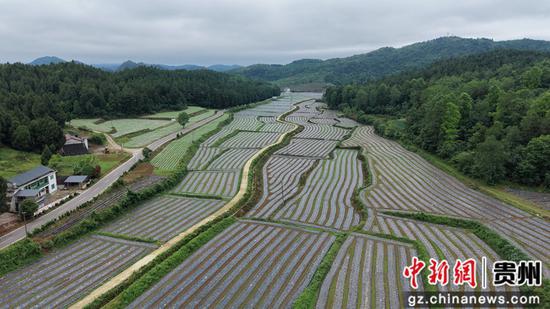 岑巩县天马镇白岩坪坝区仙草种植基地。杨豪 摄
