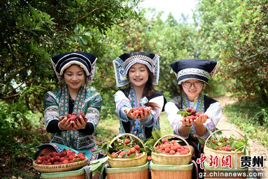 游客在贵州六盘水市水城区米箩镇采摘杨梅。