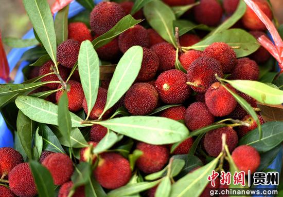 游客在贵州六盘水市水城区米箩镇采摘杨梅。