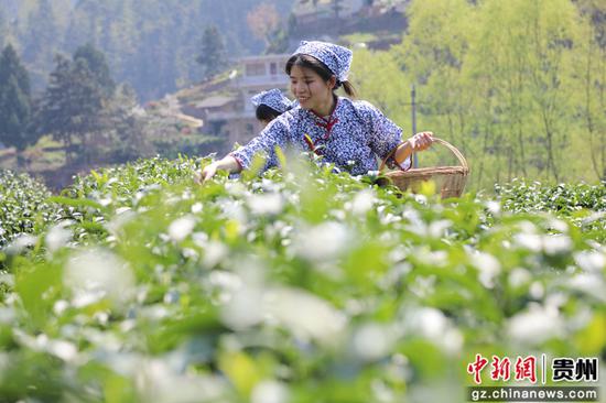 七星关区亮岩镇太极村茶园，村民正在采茶。七星关区融媒体中心 供图