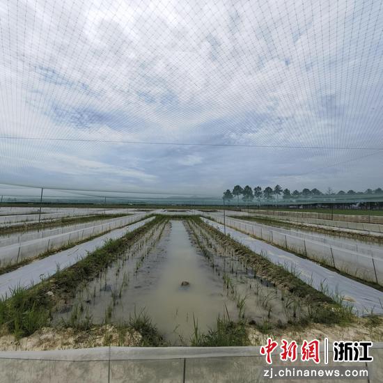 金益穗家庭农场。胡雅心 供图 金益穗家庭农场。胡雅心 供图