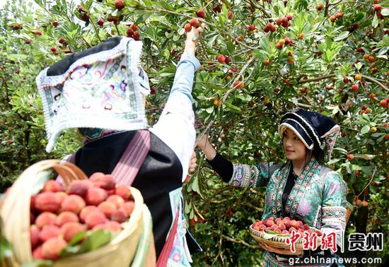 游客在贵州六盘水市水城区米箩镇采摘杨梅。