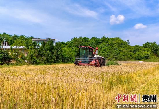 5月25日，贵州省黔西市杜鹃街道岔白社区，农机手驾驶收割机收割小麦。