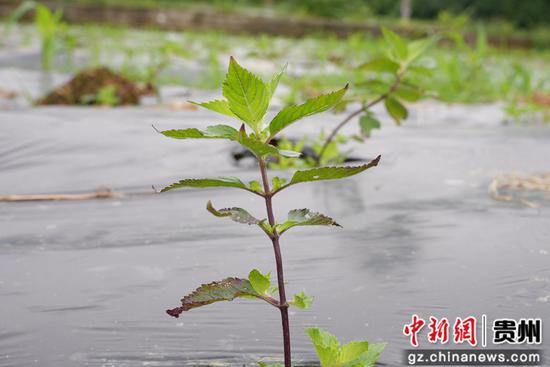 仙草长势良好。周燕 摄