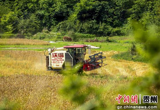 5月25日，贵州省黔西市杜鹃街道岔白社区，农机手驾驶收割机收割小麦。