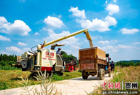 5月25日，贵州省黔西市杜鹃街道岔白社区，农机手驾驶收割机收割小麦。