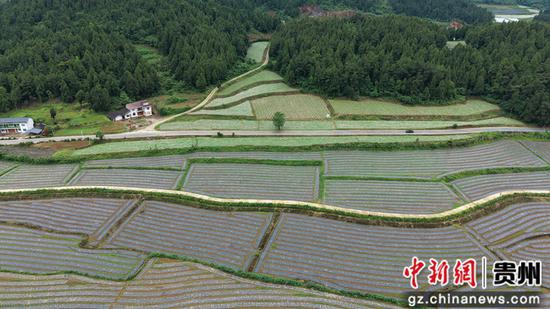 岑巩县天马镇白岩坪坝区仙草种植基地。杨豪 摄