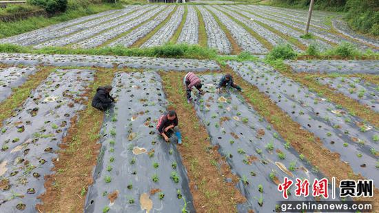 村民在仙草种植基地除草。杨豪 摄