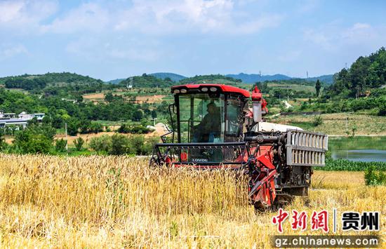 5月24日，在黔西市杜鹃街道岔白社区，农机手驾驶小型收割机收割小麦。
