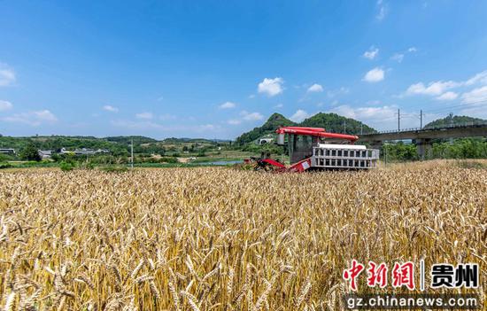 5月24日，在黔西市杜鹃街道岔白社区，农机手驾驶小型收割机收割小麦。