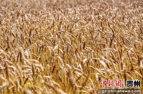 5月24日，在黔西市杜鹃街道岔白社区拍摄小麦成熟的风景。