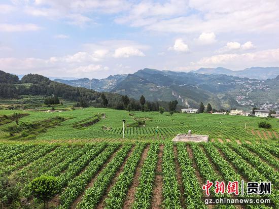 千亩高粱长势喜人，层层绿意铺满山野。谢永恒 摄