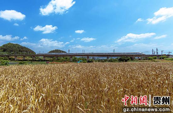 5月24日，在黔西市杜鹃街道岔白社区拍摄小麦成熟的风景。